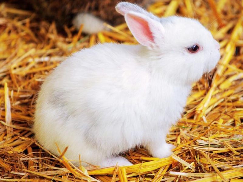 غذاهای ممنوعه برای خرگوش چشم قرمز