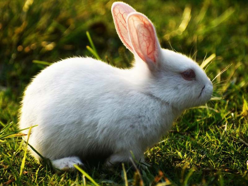 پلتهای تجاری