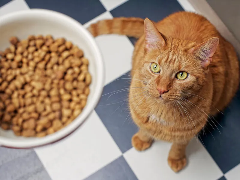 جلوگیری از پرخوری