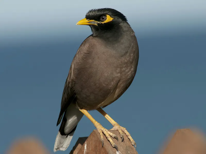 دانه و هستههای میوه