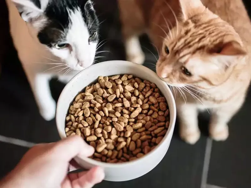 راحتی در استفاده و نگهداری