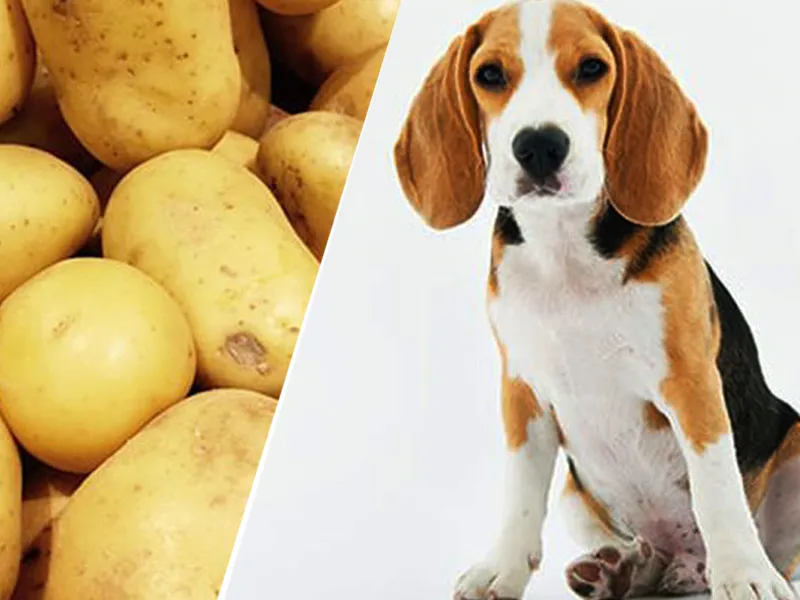 سیب زمینی شیرین