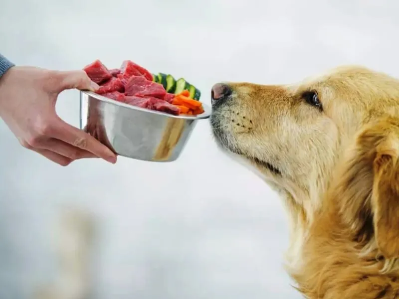 فلفل دلمهای