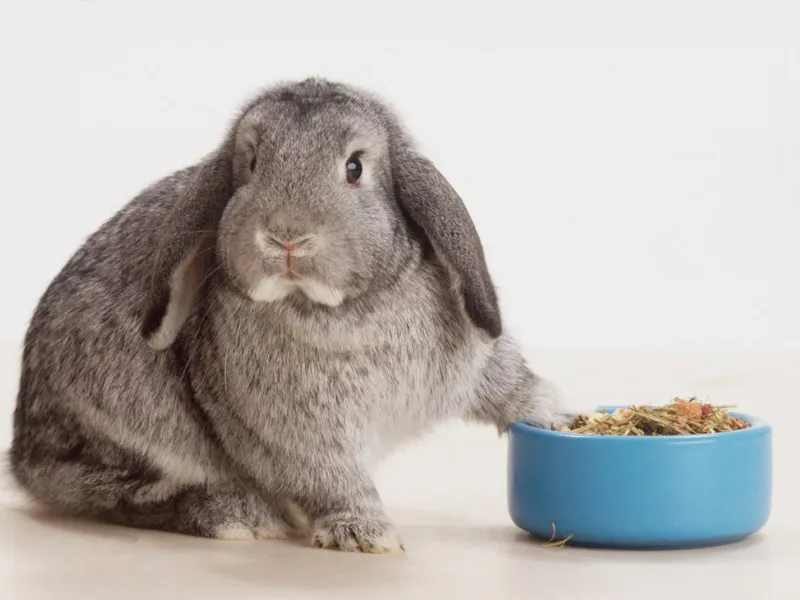 میزان غذای خرگوش مسن در روز
