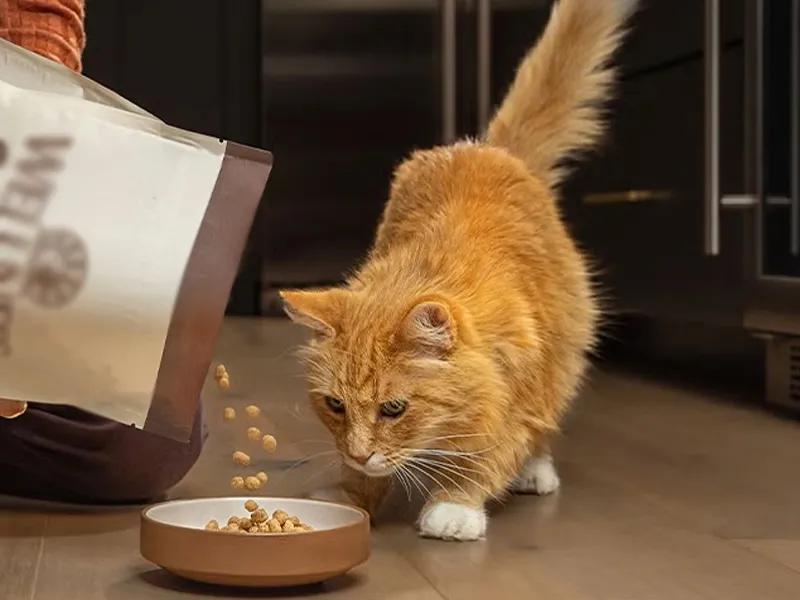 نکات مهم در انتخاب غذای خشک گربه