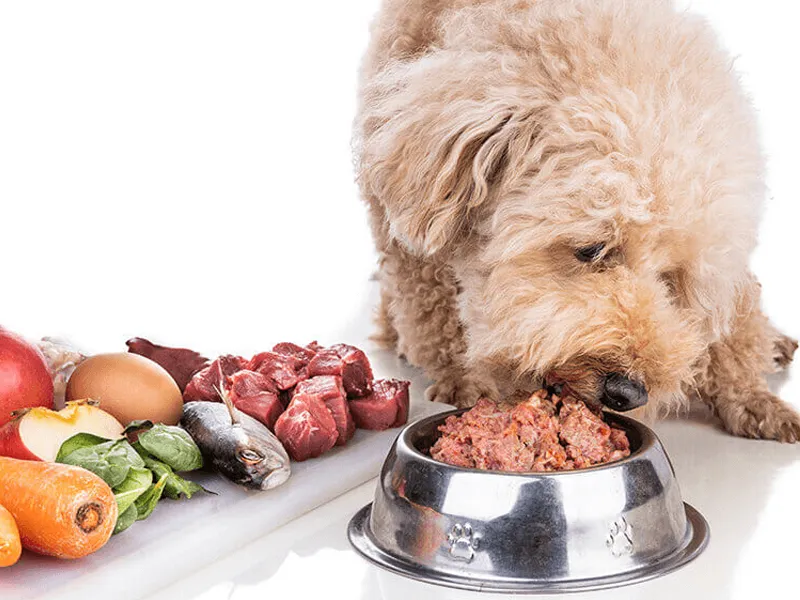 نیازهای تغذیهای سگها