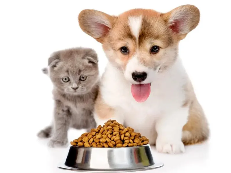 چگونه عادت غذایی سگ خود را از غذای گربه به غذای سگ برگردانیم؟