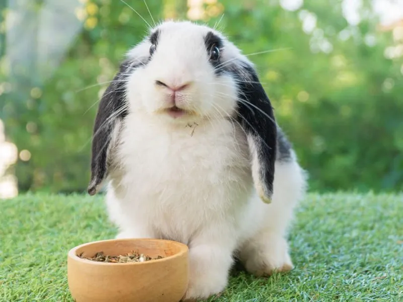 آموزش خرگوش لوپ