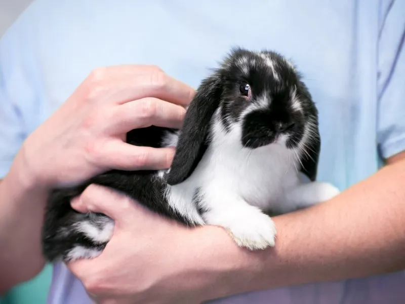 انواع نژادهای خرگوش لوپ