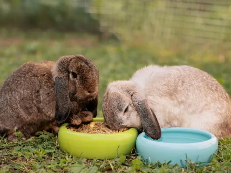 تغذیه خرگوش لوپ