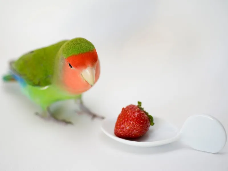 سبزیجات و میوهها