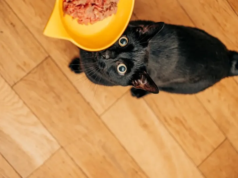 غذاهای مرطوب با کربوهیدرات پایین