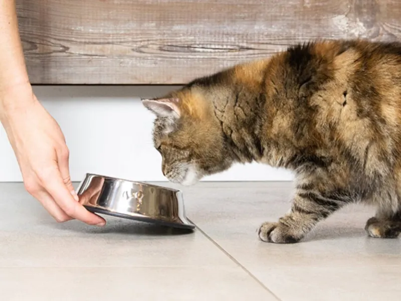 نقش رژیم غذایی در مدیریت دیابت گربهها