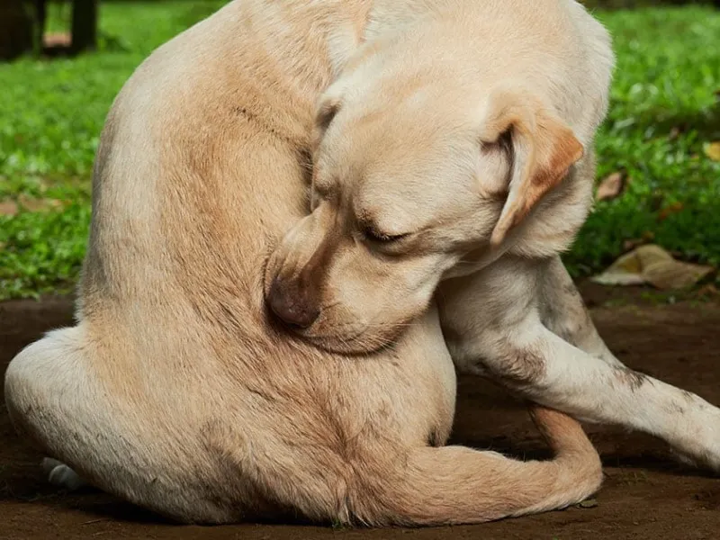 چرا سگها دچار آلرژی پوستی میشوند؟