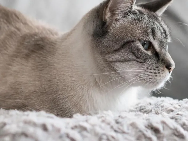 کمبود ویتامین ای