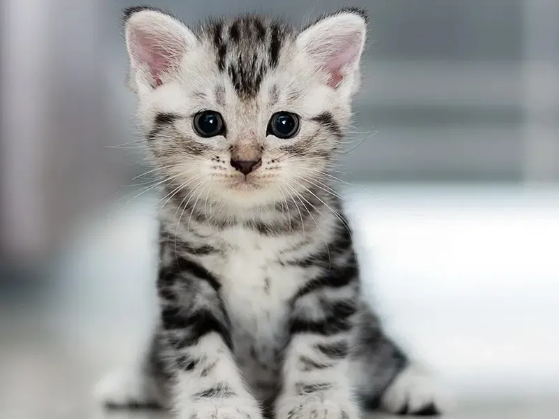 کمبود ویتامین ب1