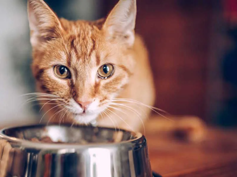 کمبود وییتامین ب6