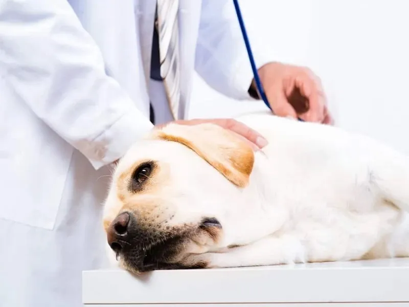 علائم کمبود کلسیم در سگها