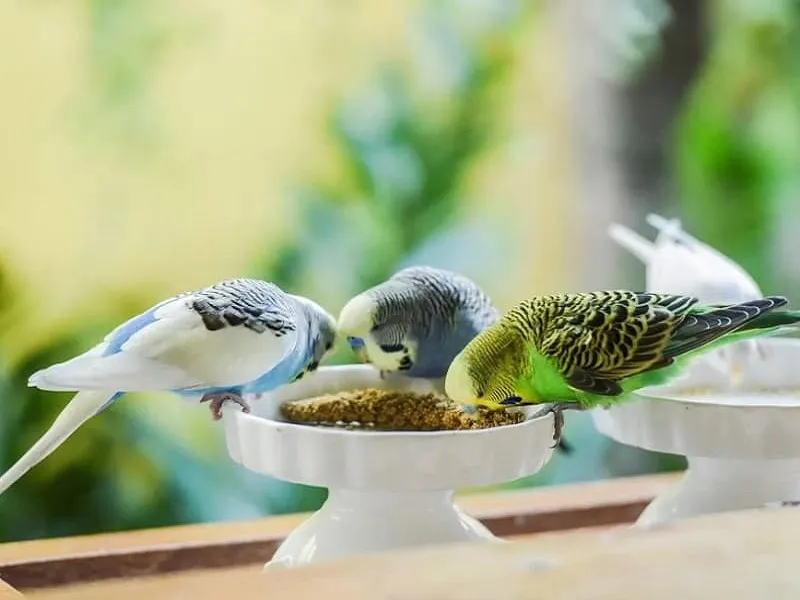 چگونگی محافظت از مرغ عشق در برابر غذاهای مضر