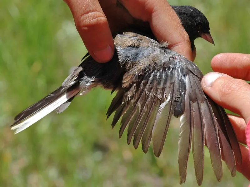 1. جایگزینی پرهای فرسوده