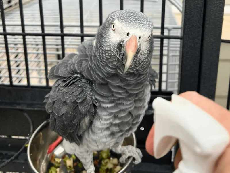 حمام کردن و رطوبت