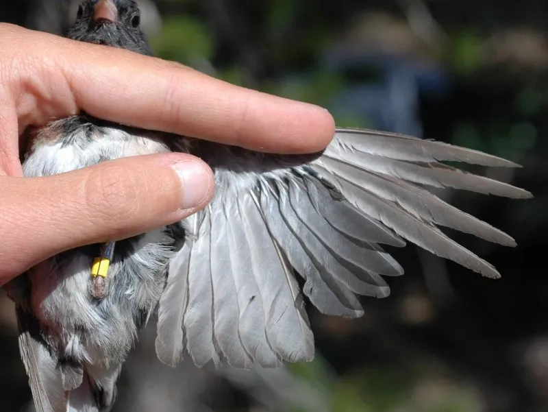 در دوران پرریزی چه اتفاقی میافتد؟