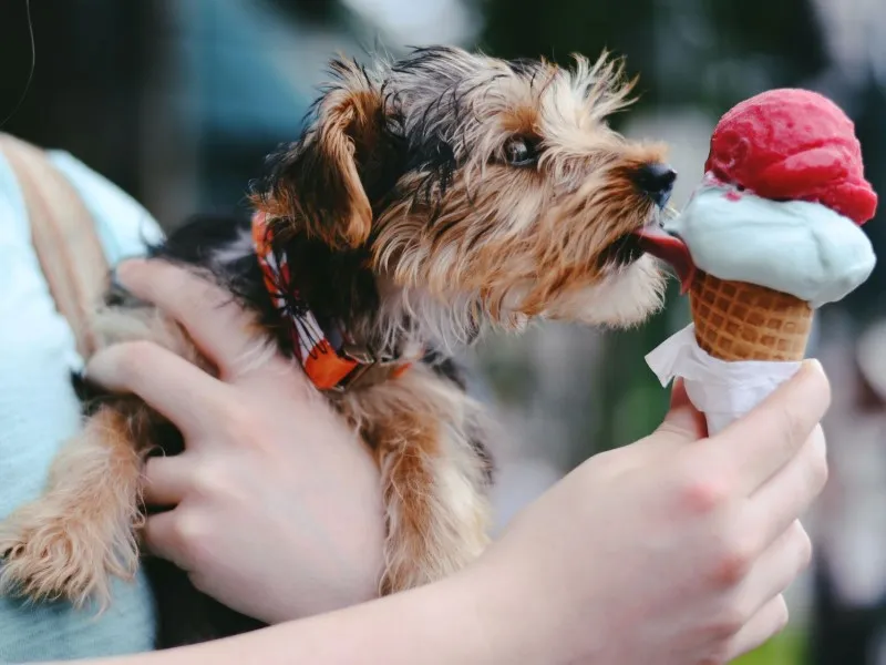 5. زایلیتول (Xylitol)، شیرینکننده مرگبار