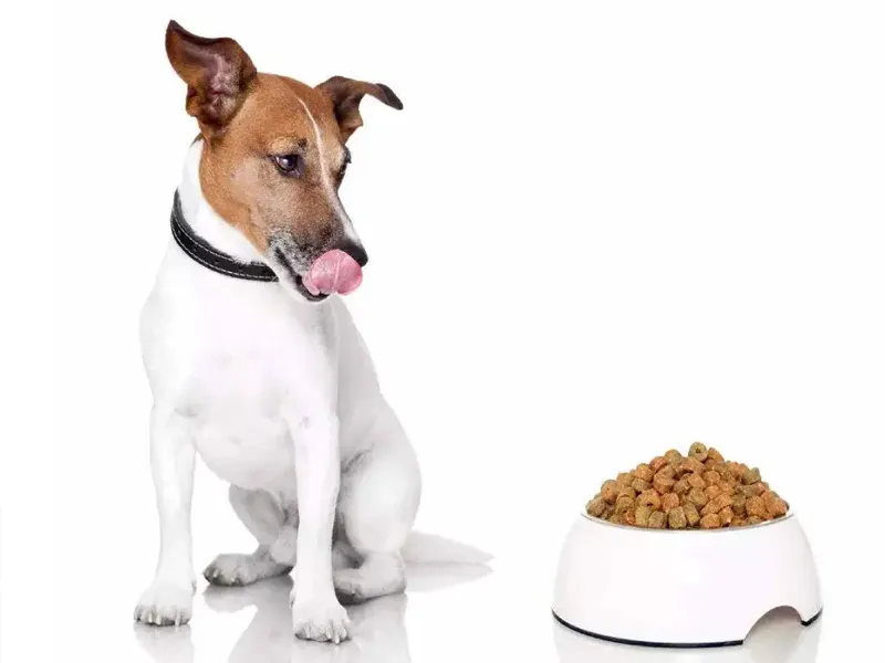 سایر مواد مورد نیاز بدن سگ