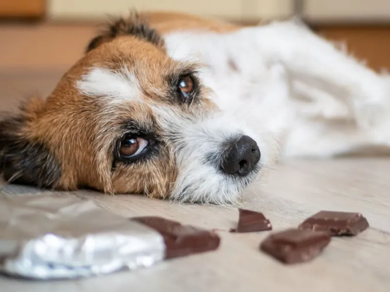 1. شکلات، کافئین و تئوبرومین، دشمنان اصلی