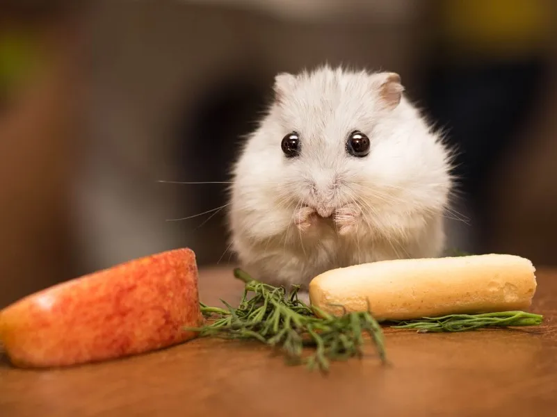 لیست میوههای مجاز و مفید برای همستر