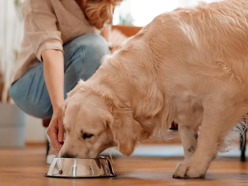 مشورت با دامپزشک