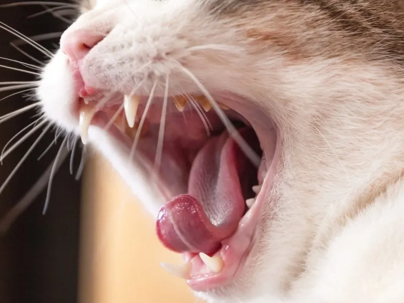 مشکلات دندانی و گوارشی