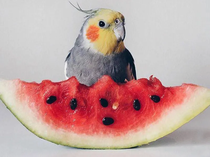 میوههای مجاز