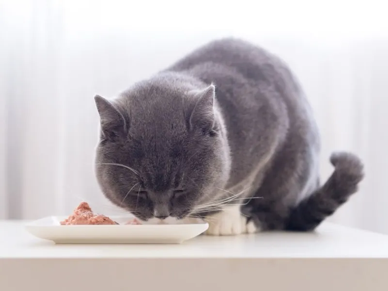 نیازهای تغذیهای گربههای مسن چگونه تغییر میکند؟