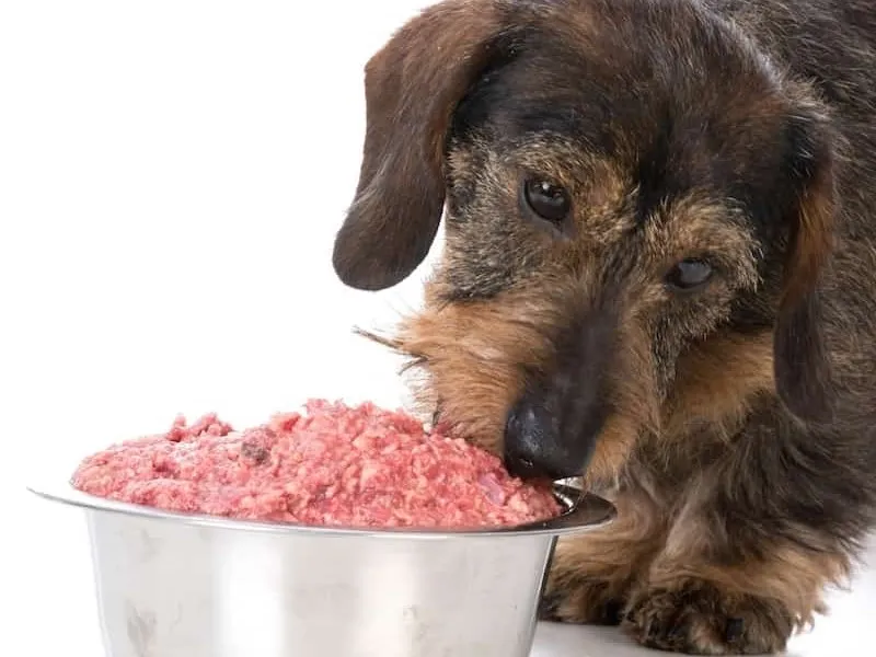 چرا سگهای پیر به غذای متفاوتی نیاز دارند؟