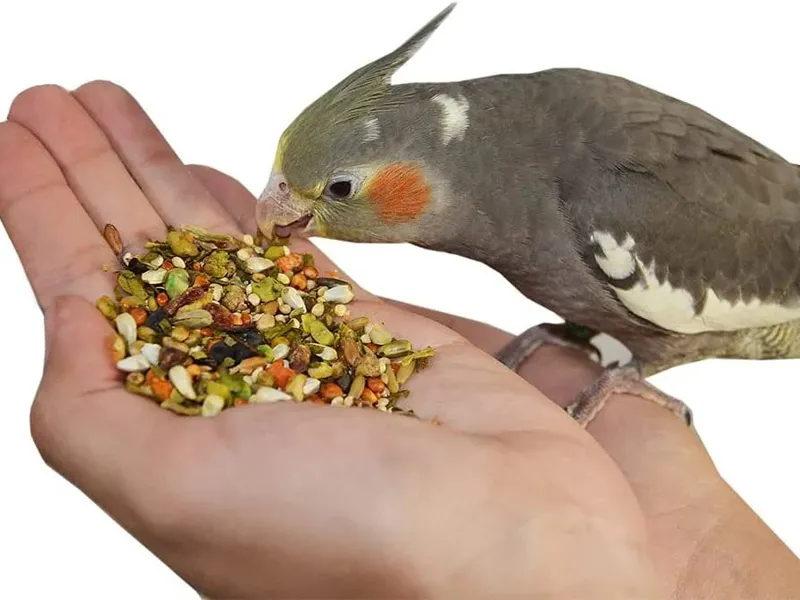 پلتها، مقویترین غذا برای عروس هلندی