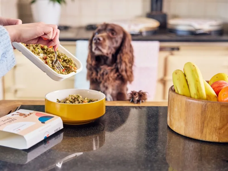 چگونه رژیم غذایی سگ خود را بهینه کنیم؟