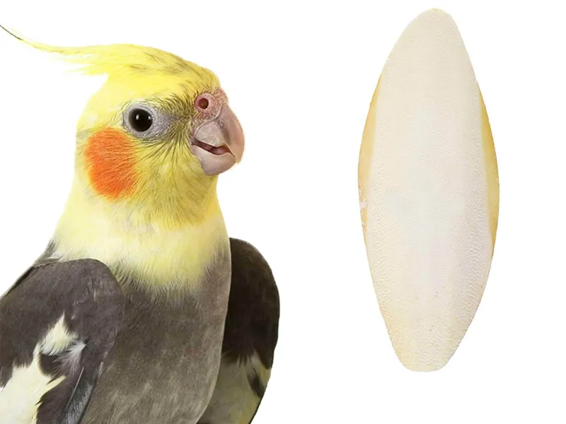 کلسیم برای عروس هلندی