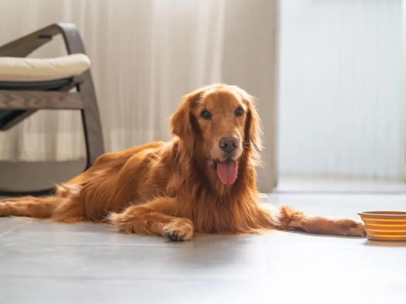 5. گلوکوزامین و کندرویتین برای مفاصل