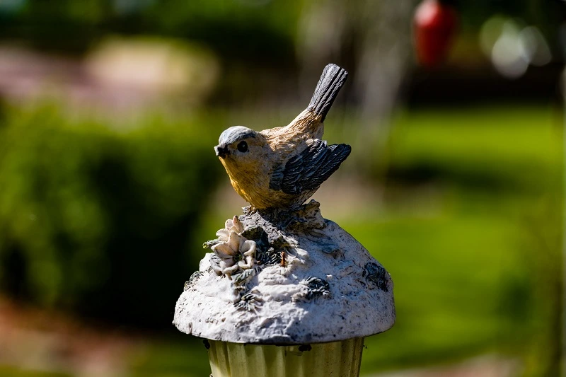 علت غذا نخوردن عروس هلندی چیست؟