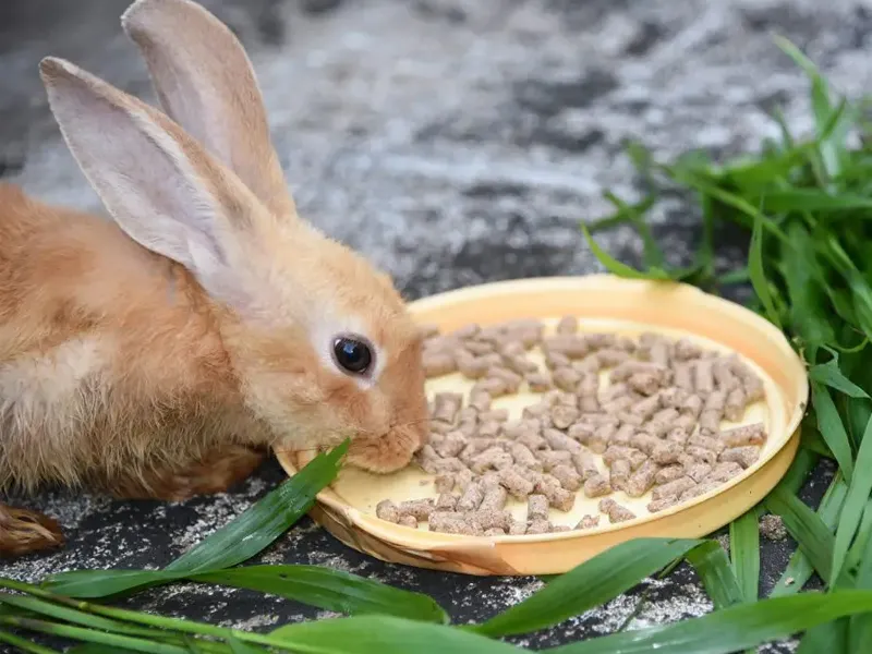 اصول پایه تغذیه خرگوش در فصل پاییز