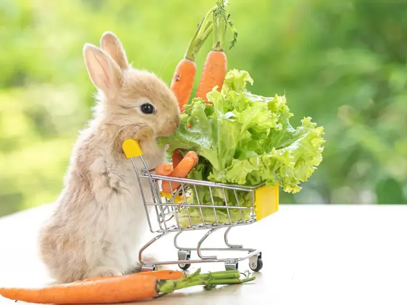 خوراکیهای مناسب خرگوش