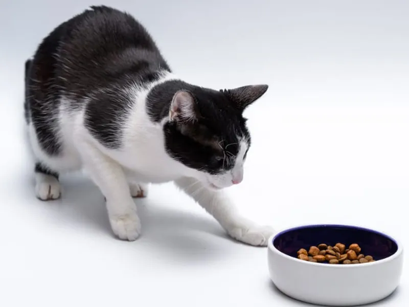 ویتامین و آنتی اکسیدان در غذای گربه