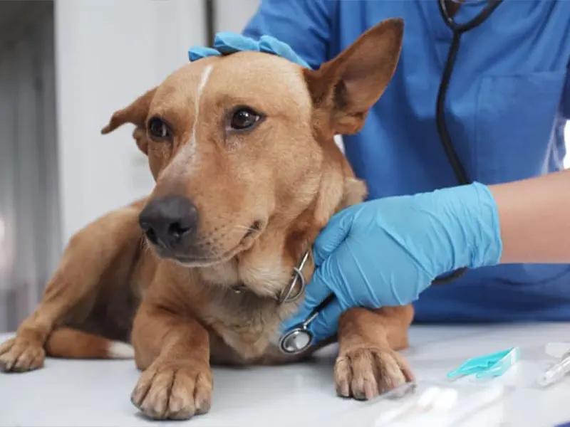 بیماریهای شایع در سگ و اهمیت سلامت عمومی