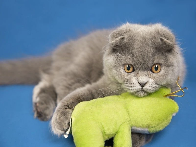 مدیریت وزن اسکاتیشها