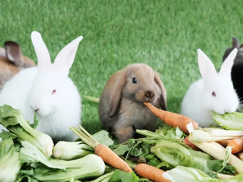 اصلاح رژیم غذایی برای جلوگیری از چاق شدن خرگوش