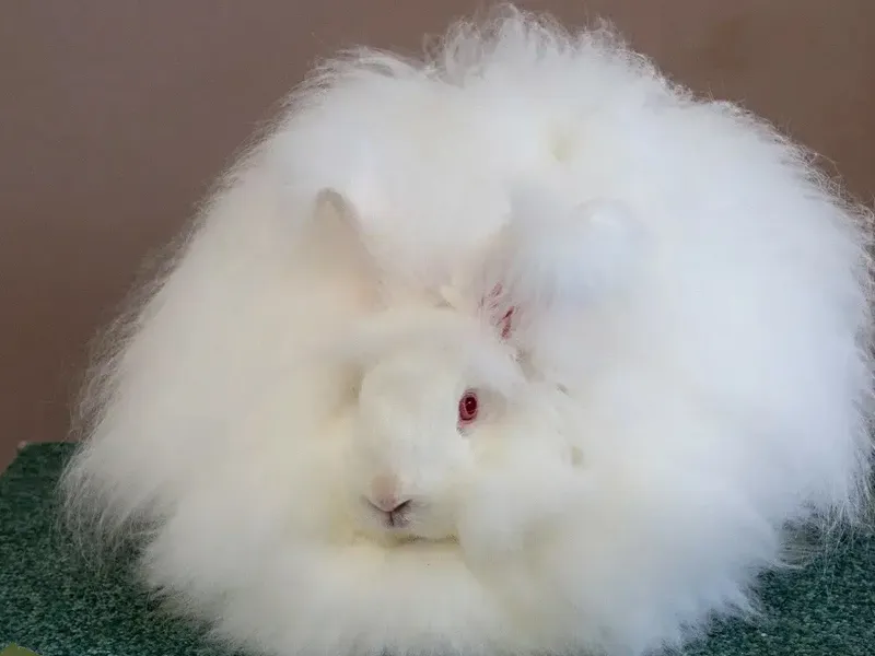 دلایل چاق شدن خرگوش