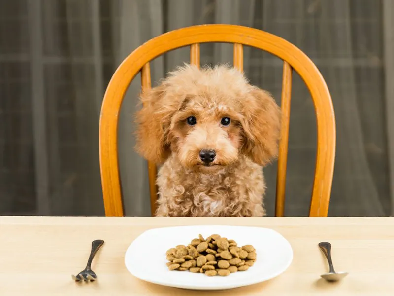 علت تفاوت نیازهای غذایی پودل با سایر نژادها