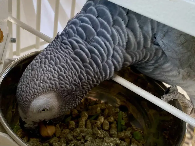 پلتها: ستون اصلی سلامتی در تغذیه کاسکو