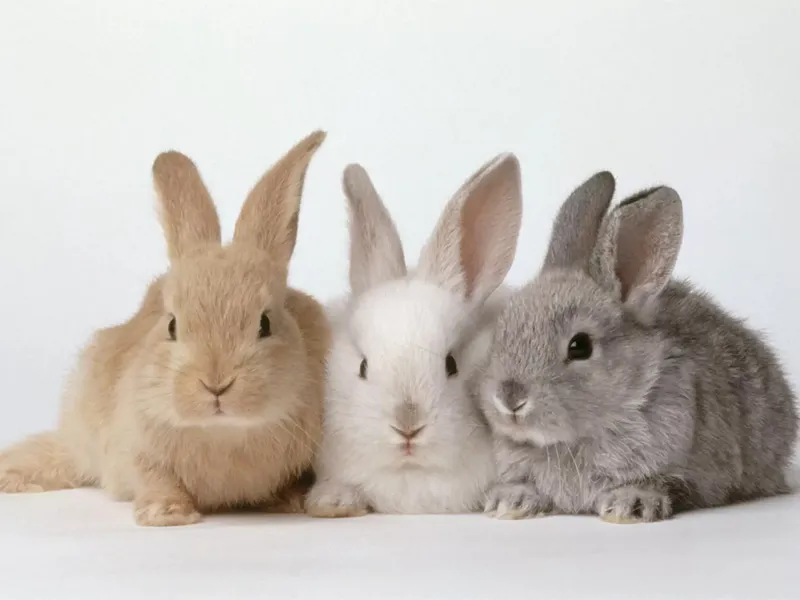 چرا چاقی خرگوش خطرناک است؟